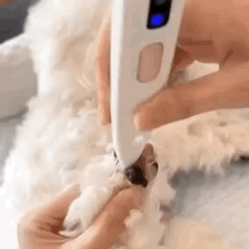 PawPure™: Toelettatura da Salone, Direttamente a Casa Tua